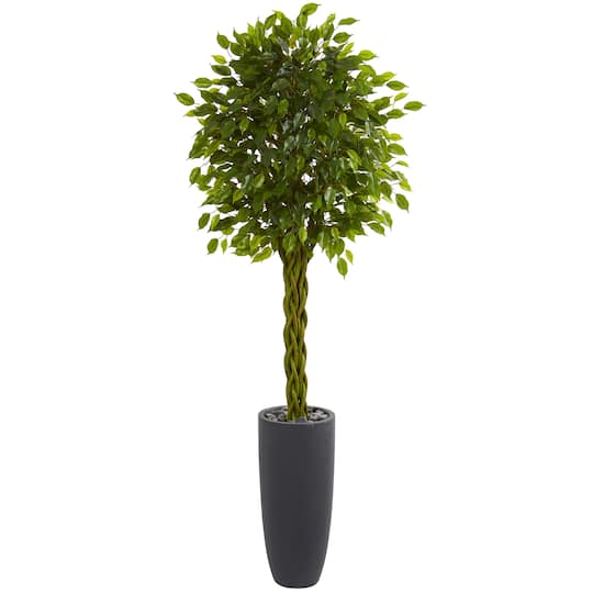 6.5ft. Braided Ficus Tree in Cylinder Planter